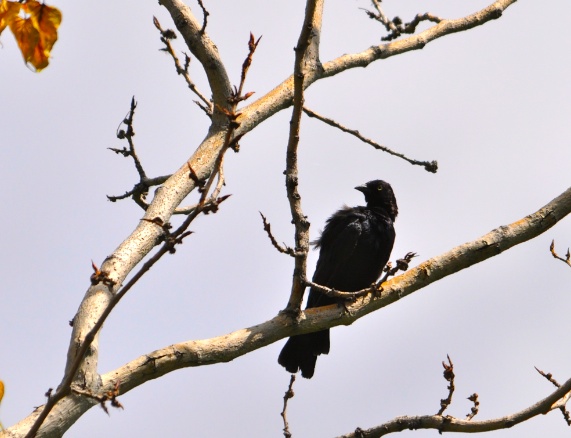 DSC_0139.jpg DSC 0139