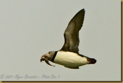 Atlantic Puffin Flight Fish wings up MSB_7938 NIKON D300S July 03, 2011