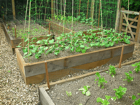 [Raised%2520beds%2520for%2520easy%2520vegetable%2520gardeningFW550%255B3%255D.gif]