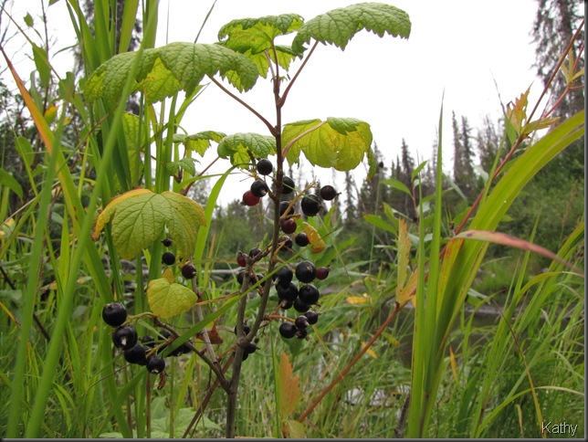 Black Currents