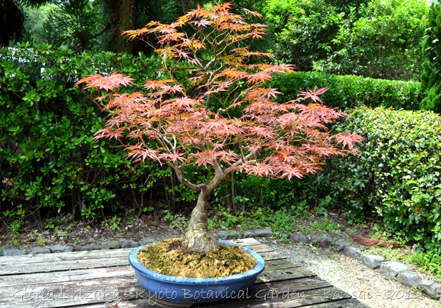 Glória Ishizaka -   Kyoto Botanical Garden 2012 - 58