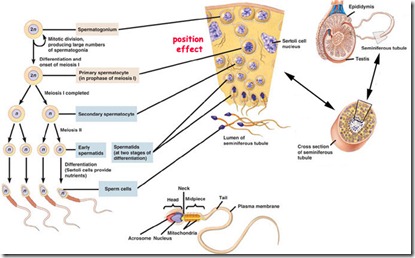 c7.46.12.spermatogenesis c7.46.12.spermatogenesis