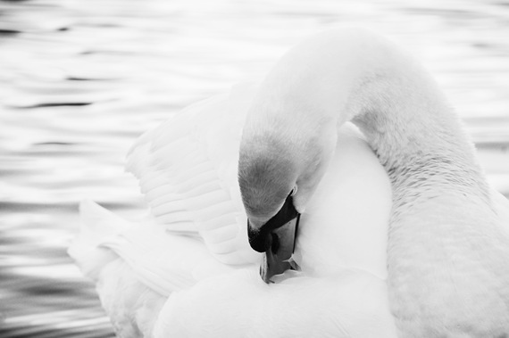 [MUTE%2520SWAN%25202%2520BW%255B5%255D.jpg]