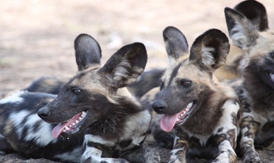 wild dogs