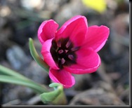 Tulipa humulis violacea - black base