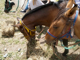 We made a "Hay Stop" and checked our saddles. The horses just pigged out.