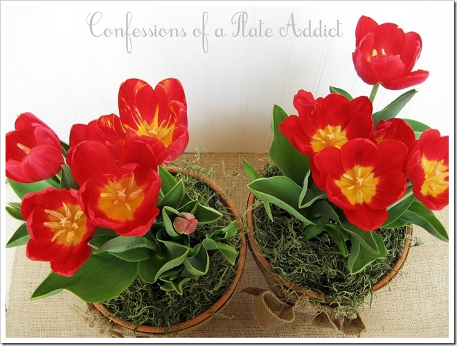 Tulips Tulips