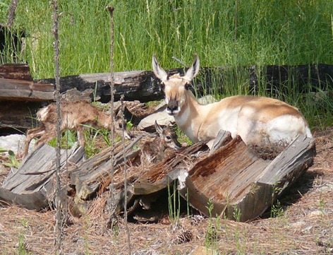 Pronghorn with twins