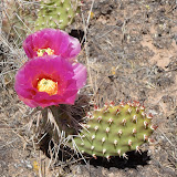 Prickly Pear