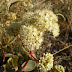 Sedum%252520%252528hylotelephium%252529%252520caucasicum%25252c%252520sevan%252520peninsula%25252c%2525202012.09.13%252520%25252802%252529
