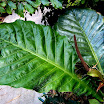 FL 2009 American Orchid Society (88).JPG