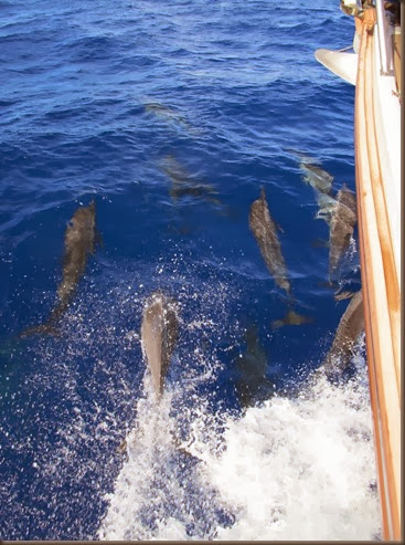 sailing siargao island dolphins at the bow 2