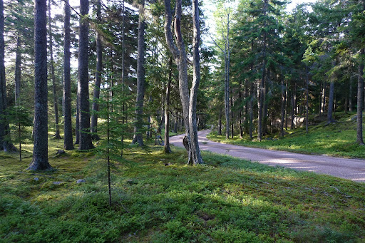 Wheeee!!!  This long driveway is a lot of fun!  I'll be at the stable in no time at all.