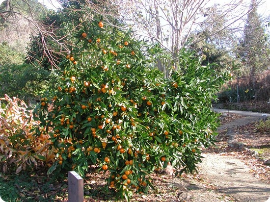 Mandarin_orange_tree