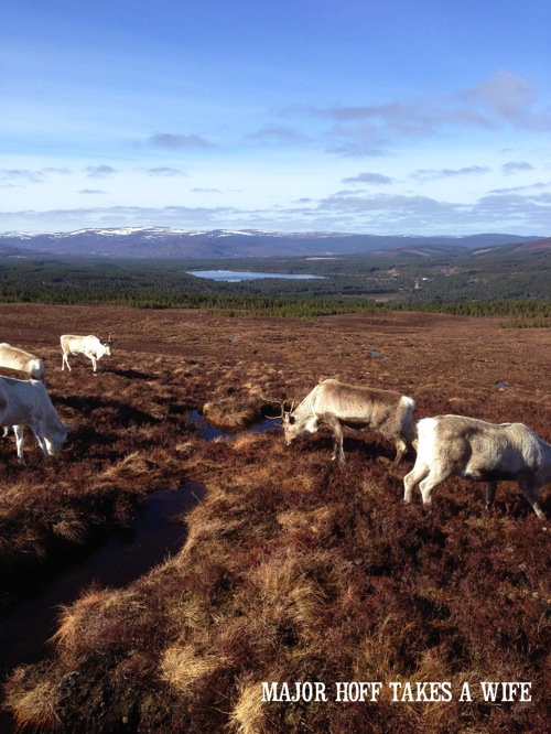 Feeding Reindeer in Scotland.jpg Feeding Reindeer in Scotland