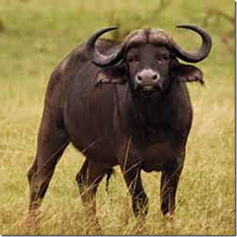 bufalo, animalñes, datos interesantes de bufalos, bisontes
