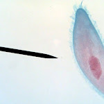 paramecium04.jpg