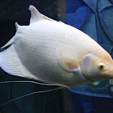 IMG_4733.JPG