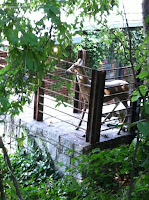 "Pet deer" on McLendon as viewed from Sutherland.