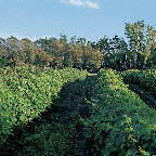 Vignoble du Château Taillefer Lafon
