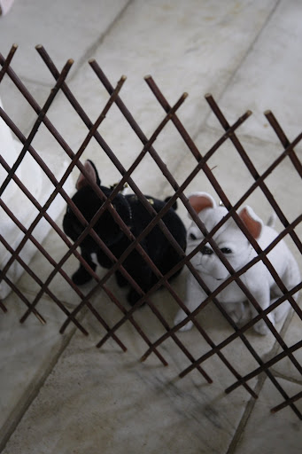 OMG!!! Sharkey - what are those things at the gate?