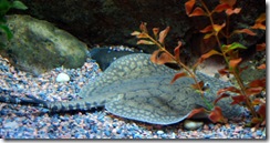 aquarium18