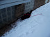 Playing in the Snow