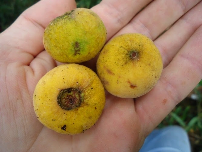 [Campomanesia%2520guazumifolia%255B3%255D.jpg]