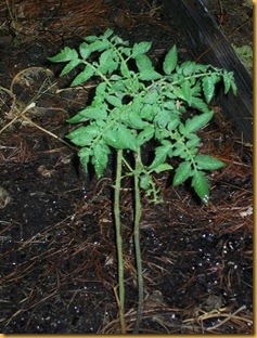 new tomato plant