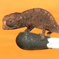 @ 10 curiosidades interessantes que provavelmente você não sabia @ 10 curiosidades interessantes que provavelmente você não sabia
