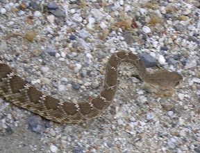 Large rattlesnake further up Carrizo Gorge