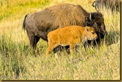 American Bison (Bison bison)