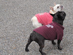Sharkey, maybe we just need to show the world our skills!  It's true that we already have poise and great looks.  Now we just need to prove that we also have a few great tricks in our repertoire.