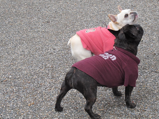 Sharkey, maybe we just need to show the world our skills!  It's true that we already have poise and great looks.  Now we just need to prove that we also have a few great tricks in our repertoire.