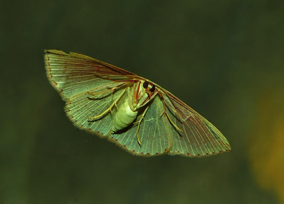 Geometridae : Ennominae : Caberini : Casbia rectaria WALKER, 1866. Umina Beach (New South Wales, Australie), 30 mars 2011. Photo : Barbara Kedzierski