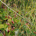 06 Sklypo derlius.jpg 06 Sklypo derlius.jpg