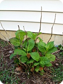 hydrangea grow on old wood