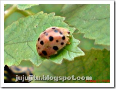 Kumbang Koksi ‘Twentyeight-spotted Potato Ladybird’ (Henosepilachna vigintioctopunctata) 03