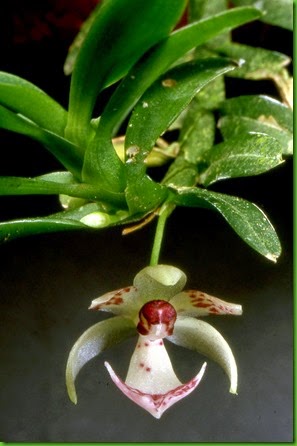 OR Dichaea_ancoraelabia OR Dichaea_ancoraelabia