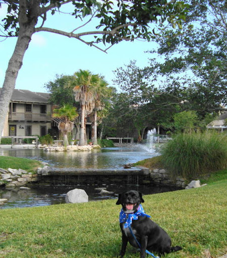 Sophia is the happy little fur-child of Marilyn B. who describes herself as, Sophia is the happy little fur-child of Marilyn B. who describes herself as,