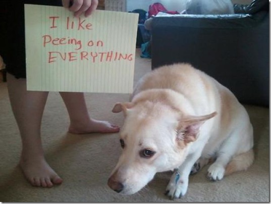 dog-shaming-bad-26