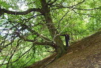 Leaning tree