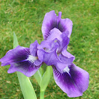 Garden of Deegan Iris