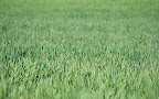 wheat field