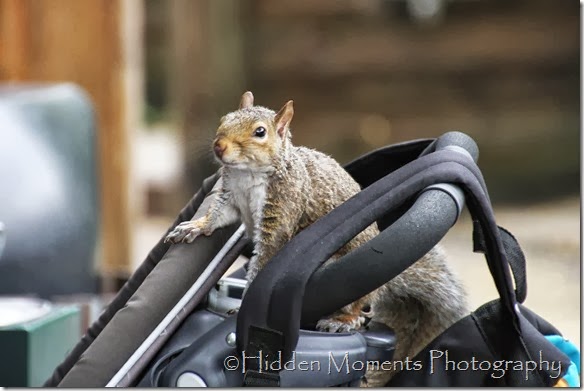 If You Give A Squrrel a Cookie 4