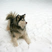 Snowy Dog! 005.JPG