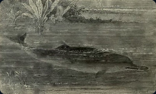 Gharial GangeticDolphin