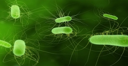 [bacteria-e-coli%255B4%255D.jpg]