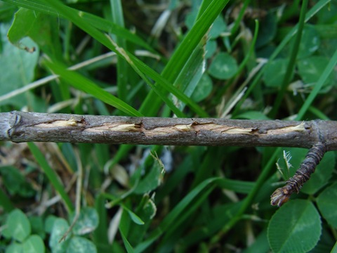 cicada egglaying slits