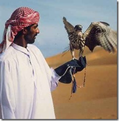 Falconry olahraga burung elang Falconry olahraga burung elang
